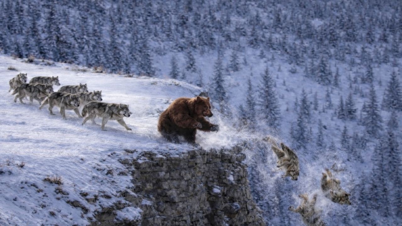 The Bear Tricked the Wolves… Then THIS Happened! - YouTube