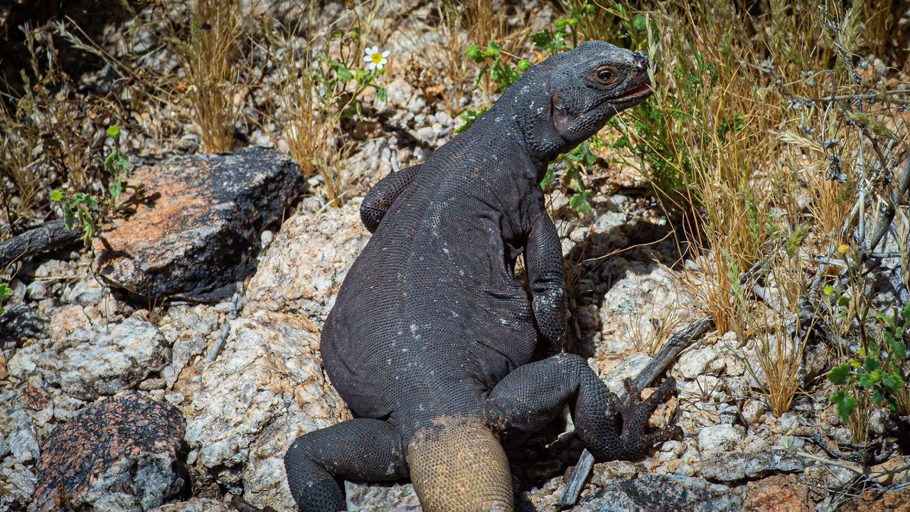 BIG AND LITTLE DESERT LIZARDS FIELD HERPING AND PHOTOGRAPHY