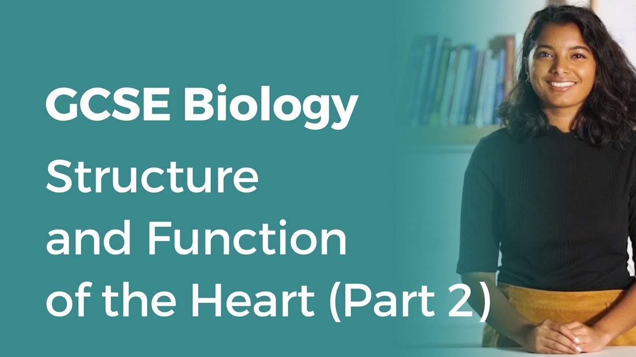 Structure and Function of the Heart(Part 2) | 9-1 GCSE Biology | OCR ...