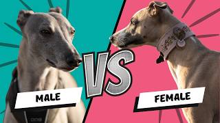 Female VS Male Whippet – Which Should You Choose?