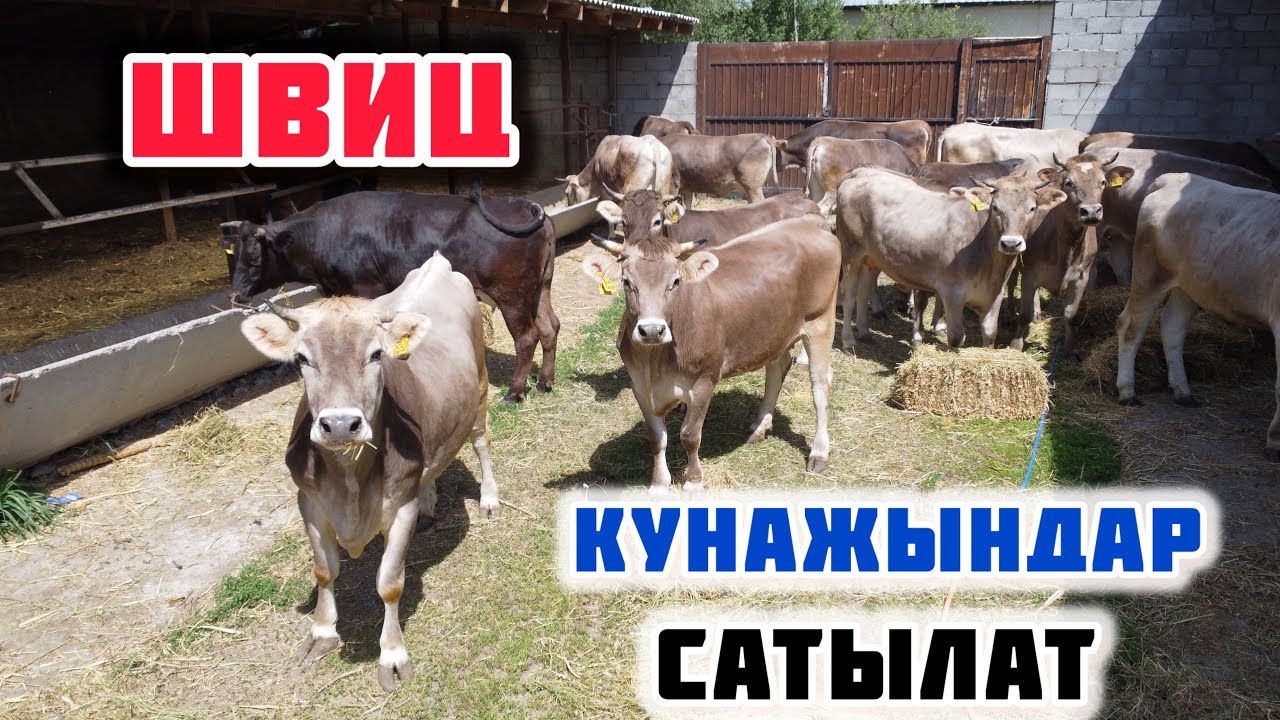 ШВИЦ бооз КУНАЖЫНдар сатылат🤚🏼 РОССИЯДАН элиталары келди 👍🏻 Мындай уйлар аз келет