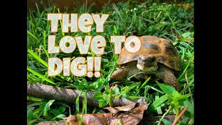 Russian tortoise burrows!!