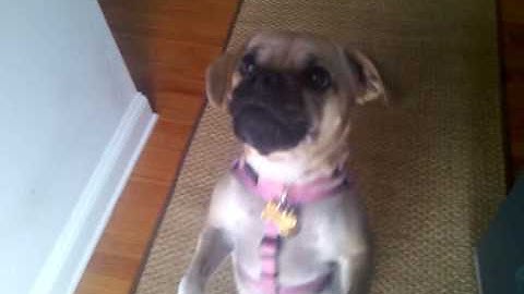 Google Nexus One Video Camera Demo | Pocketnow