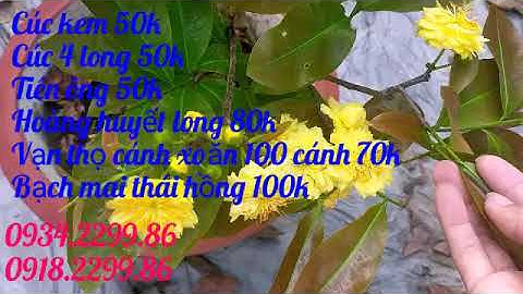 Mai giống: 4 long 50, ckem 60, hoàng huyết long 80, tiên ông 50, bm thái hồng 100...