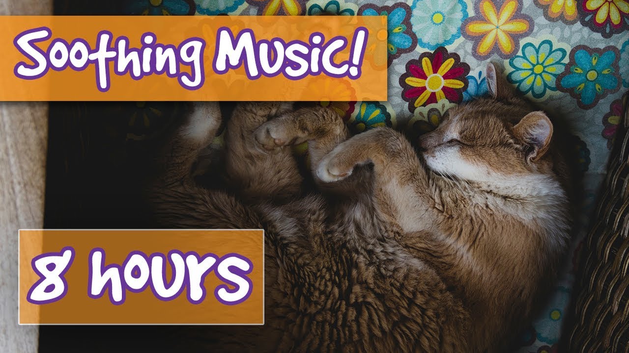 Music For Cats FREE Calming Music Soothing Sounds Designed To Help music-for-cats-free-calming-music-soothing-sounds-designed-to-help
