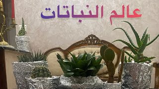 كيفية العناية بالنباتات ?