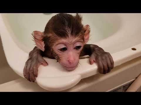 子猿 初風呂 Baby Monkey Youtube
