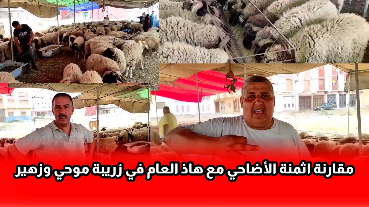 منذ سنة من زريبة موحي شوفو مقارنة أثمنة الأضاخي مع هاذ العام فرق كبير بين الأعوام الماضية