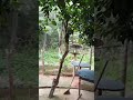 hoje o tempo amanheceu agradável aqui na roça aquela neblina bem suave 🙌🌧️🥰