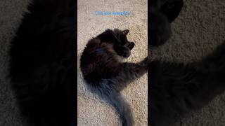 Sleeping Nero #cat #cute #love like and subscribe