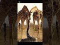 Caught in the Coil: Giraffe’s Last Stand” #wildlife #wildlifeentertainment #lionattack#python