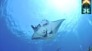 Manta Rays,Flying Rays