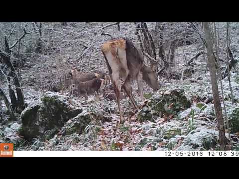ირმების უნიკალური კადრები ლაგოდეხის ნაკრძალიდან