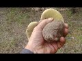 Тихий сбір грибів в червні 2023р  Печенізький ліс