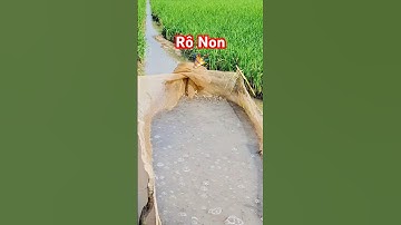 @cadacsan​⁠ ✅ Về quê Miền Tây tìm lại ký ức con Cá Rô Non... #fishing #cárôbí @carovietnam