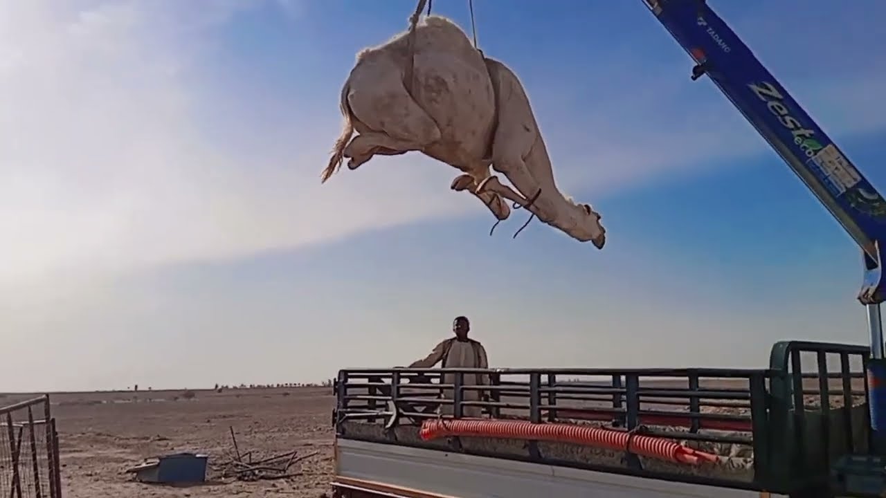 Yah gas block pura Dekho uth bik chuka hai 🐫🐫