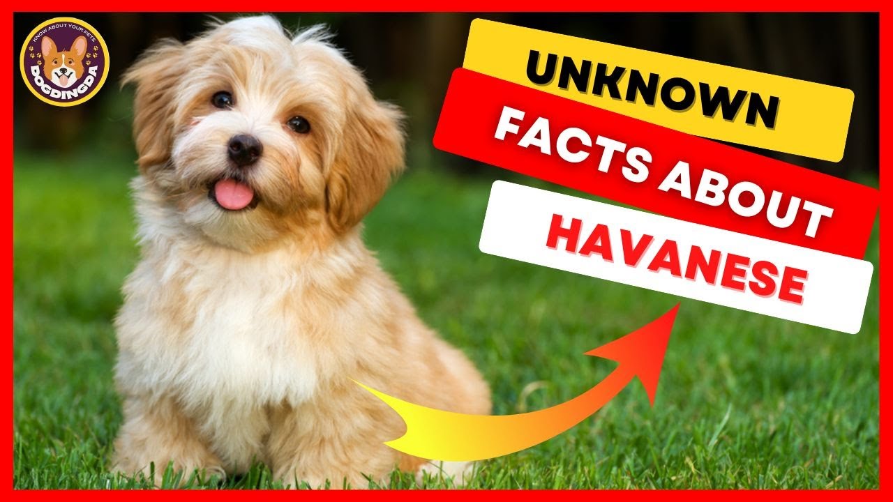 Top 9 Facts About Havanese Dog Breed Facts and Information - DogDingDa