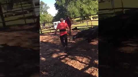 Come gestire un cavallo che sgroppa?