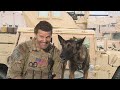 David Boreanaz's Canine Sidekick Becoming Must-See On 'SEAL Team'