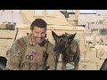 David Boreanaz's Canine Sidekick Becoming Must-See On 'SEAL Team'