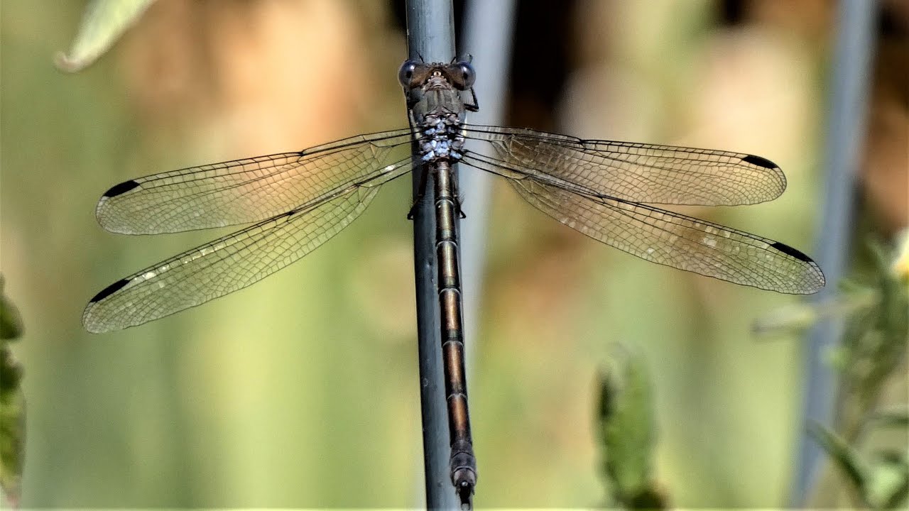 Desert Damselfly - Eating an Ant, Flapping Wings - Macro