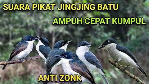 SUARA PIKAT JINGJING BATU PALING AMPUH CEPAT KUMPUL