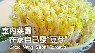 【發豆芽】用瀝水籃輕鬆孵 3天可入菜 Grow Mung Bean Sprouts 萌やしの栽培方法
