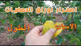 معلومات جد مهمة حول العناية باشجار الليمون   يحتاجها كل مزارع وهاوي /التقليم/ المشاكل/الحلول