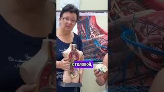 Соединение головы и тела для здорового организма