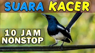 10 JAM NONSTOP - SUARA KICAU KACER - KUCICA KAMPUNG - KACER POCI - GACOR