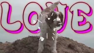 Dog Mep - Light Up The World  (SpaceLovelyJenna)