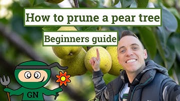 How to prune a pear tree: ultimate beginner gardening guide