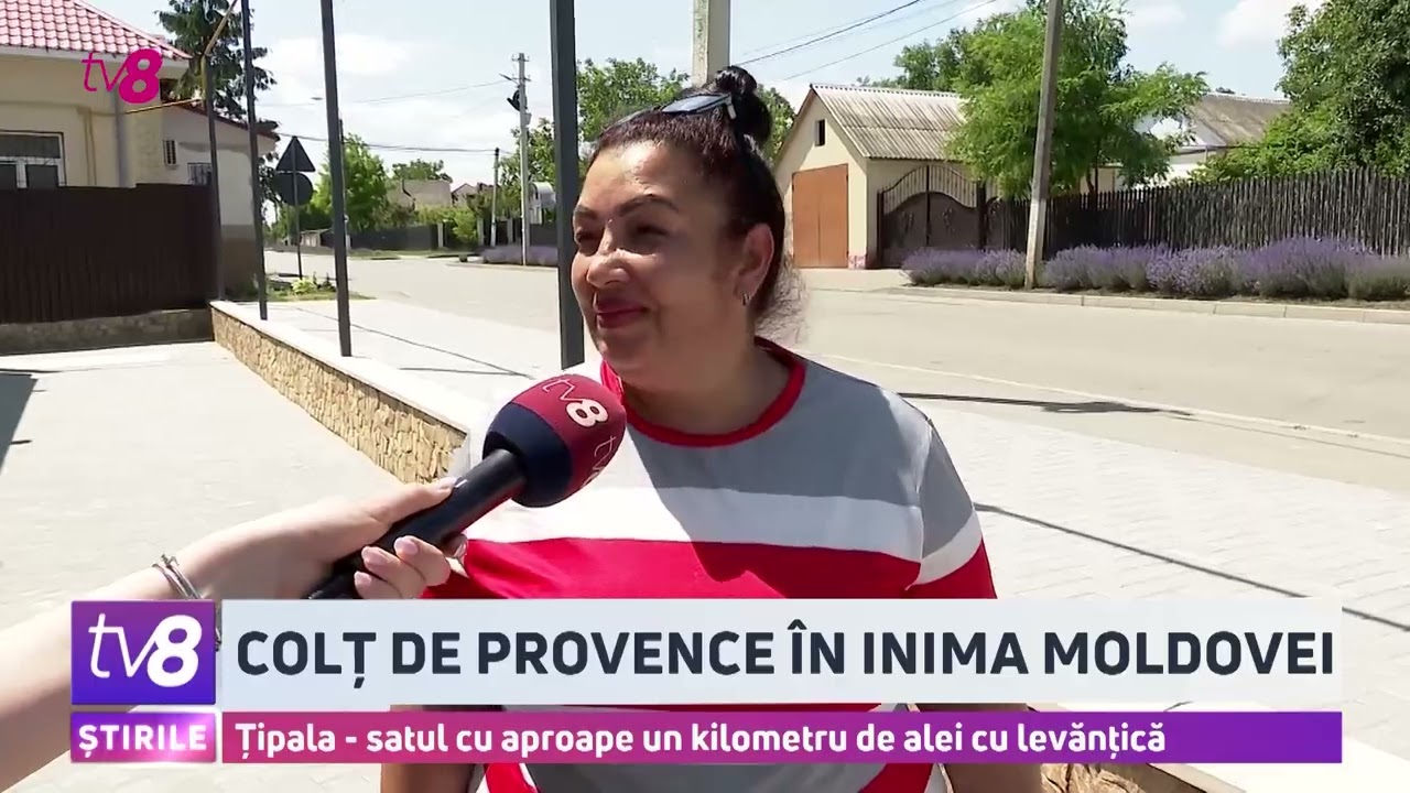 Țipala - satul cu aproape un kilometru de alei cu levănțică