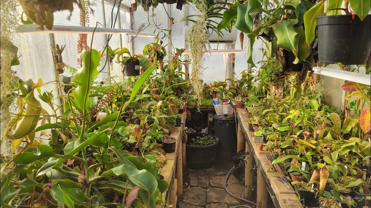 Rundgang und Optimierungen nach der Sintflut im Nepenthes-Gewächshaus