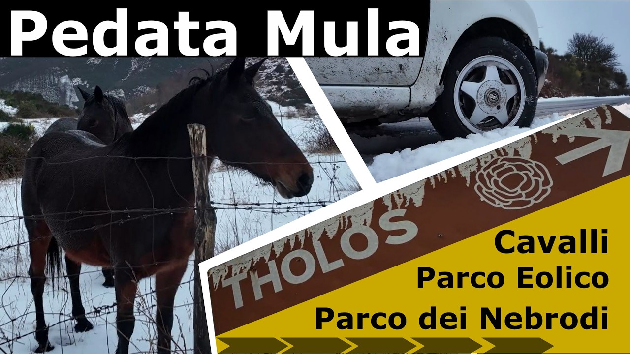 Neve Cavalli Monti Nebrodi  PedataMula Parco Eolico  Raccuja (ME)  24/01/2026