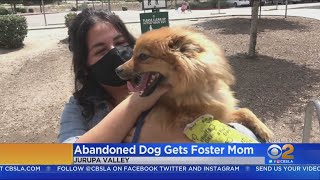 Abandoned Pomeranian Goes Home To New Foster Mom