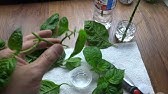 How To: Clone Plants With Rooting Hormone Powder! - YouTube