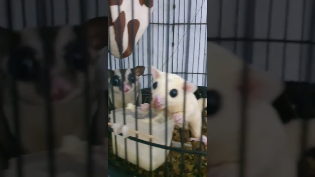 leucistic ❤ classic grey 