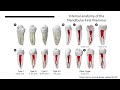Mandibular 1st Premolar video