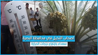 أصحاب النخيل في محافظة البصرة سعداء بارتفاع درجات الحرارة