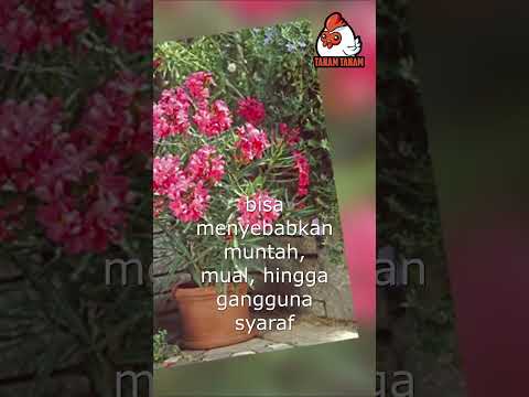Video: Oleander In The Landscape - Bagian Oleander Yang Beracun