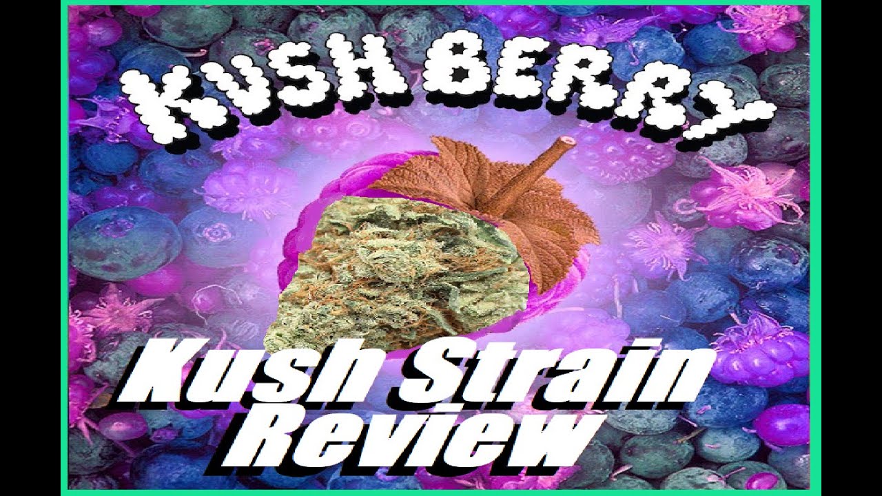 Kush Berry Kush Strain Review Cannabis Kush Comedy Review