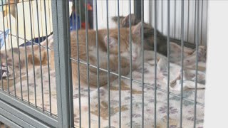 Dog Days of Summer Adoptathon 2026 finds homes for 42 cats and dogs