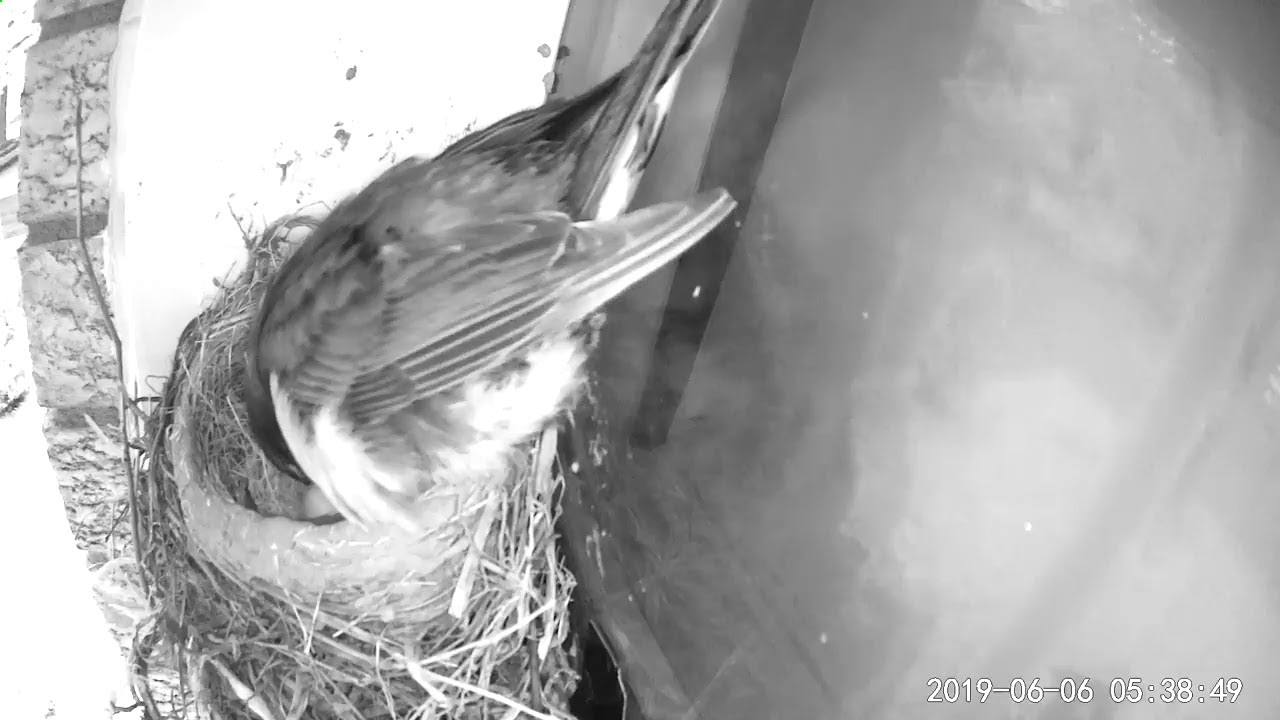 Bird nest under my roof YouTube