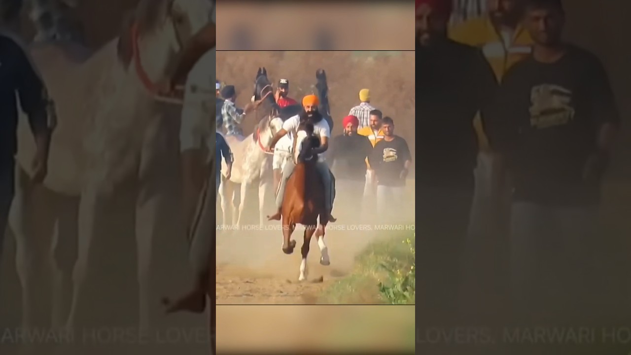 Marwari Horse Lovers 