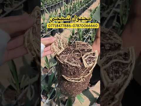 مجهول نسيجي بحجم مميز جدا متوفر شركة البشير 07870066660 07718477886 نخيل عراقي نخيل نسيجي زراعة