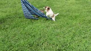 Sheltie Puppies For Sale