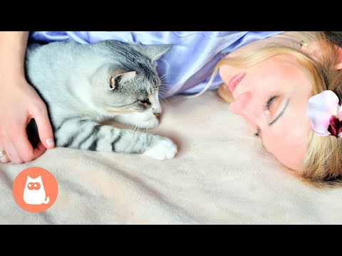 Video: Il tuo gatto sta crescendo più vecchio-cura con amore!