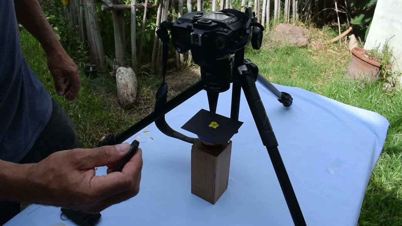 Diseños ultravioleta en flores. Cómo obtenerlas.