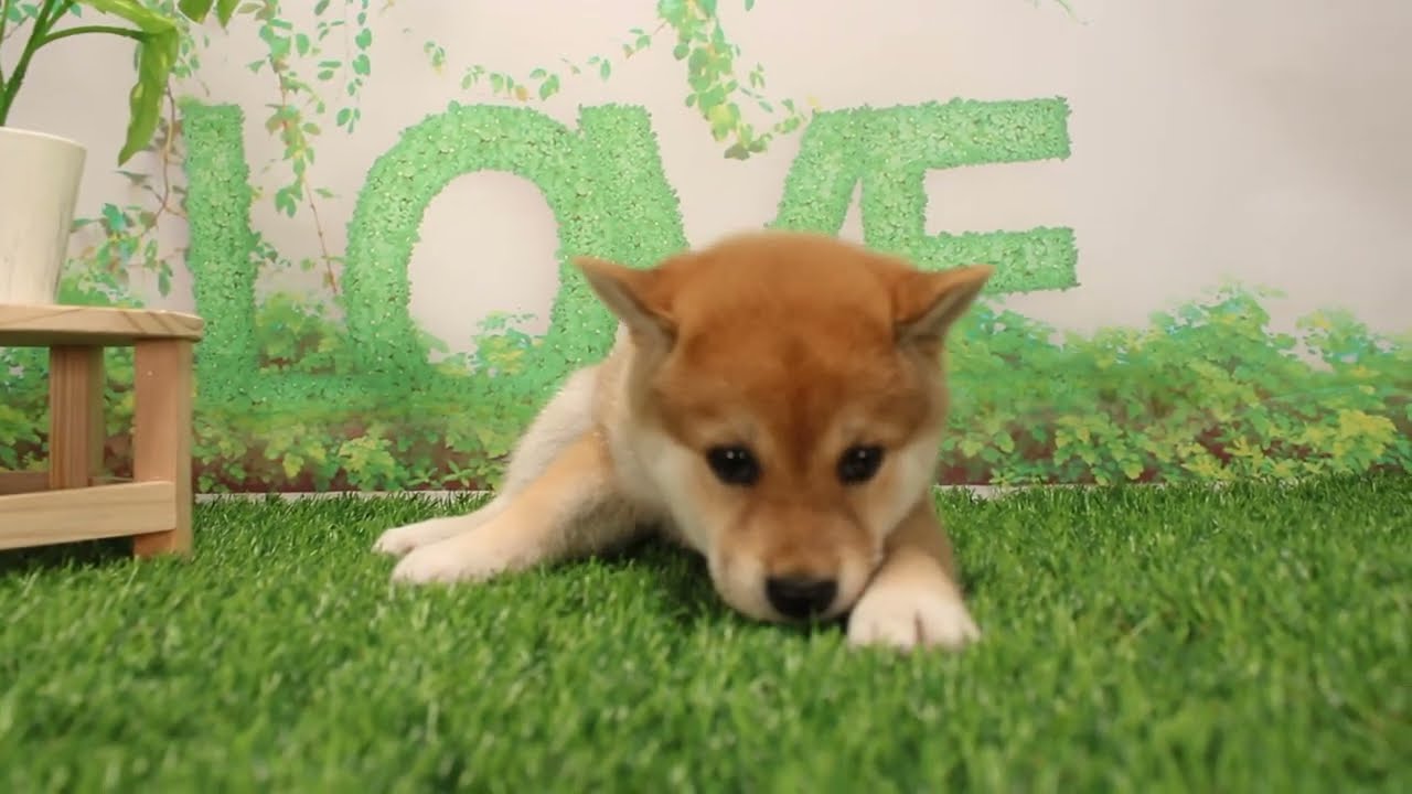 ペットショップCoo&RIKU No593884　柴犬